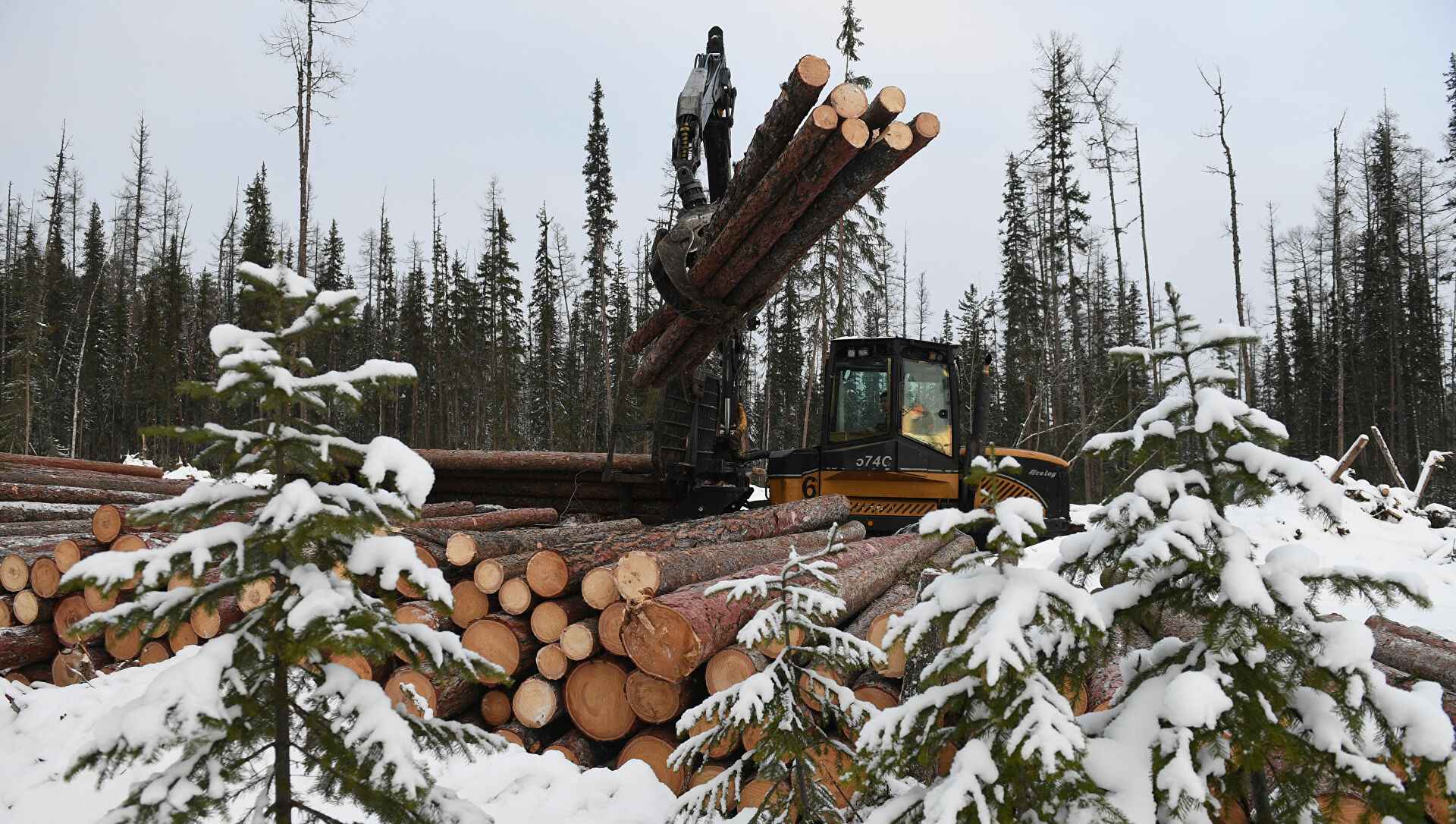 Решения по поддержке лесопромышленных предприятий, принятые Президентом Владимиром Путиным, стабилизировали ситуацию в ЛПК Архангельской области